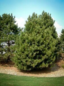 Сосна Чёрная (Pinus Nigra) купить по цене от 270.00р. в интернет-магазине «Посадика» с доставкой почтой в в Инкермане и по всей России – [изображение №1].