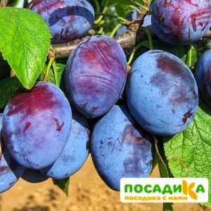 Слива Чачакская ранняя купить по цене от 229.00р. в интернет-магазине «Посадика» с доставкой почтой в в Инкермане и по всей России – [изображение №1].