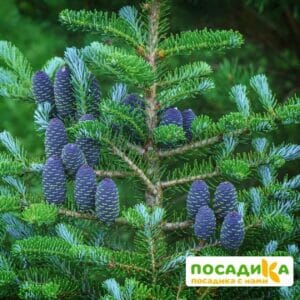 Пихта корейская (Abies koreana) купить по цене от 450.00р. в интернет-магазине «Посадика» с доставкой почтой в в Инкермане и по всей России – [изображение №1].