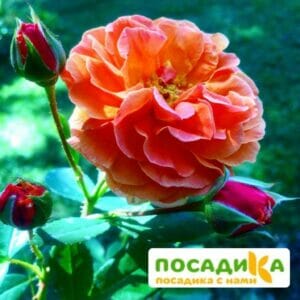 Роза Арабия купить по цене от 350.00р. в интернет-магазине «Посадика» с доставкой почтой в в Инкермане и по всей России – [изображение №1].