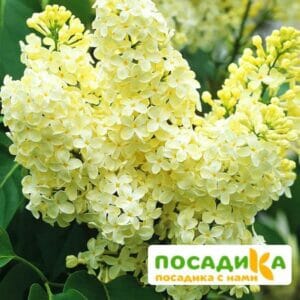 Сирень Примроуз (Primrose) купить по цене от 529.00р. в интернет-магазине «Посадика» с доставкой почтой в в Инкермане и по всей России – [изображение №1].