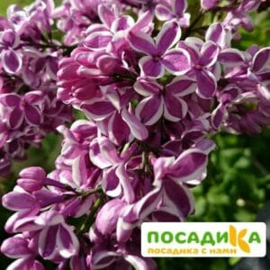 Сирень Сенсация купить по цене от 529.00р. в интернет-магазине «Посадика» с доставкой почтой в в Инкермане и по всей России – [изображение №1].