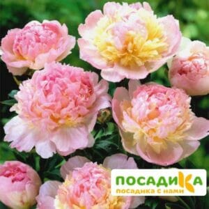 Пион Распберри Сандей (Paeonia Raspberry Sundae) купить по цене от 959р. в интернет-магазине «Посадика» с доставкой почтой в в Инкермане и по всей России – [изображение №1].