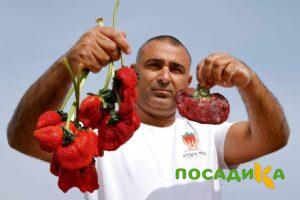Клубника Гигант Джорнея купить по цене от 266р. в интернет-магазине «Посадика» с доставкой почтой в в Инкермане и по всей России – [изображение №1].