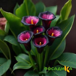 Калла Аура Лейс купить по цене от 400р. в интернет-магазине «Посадика» с доставкой почтой в в Инкермане и по всей России – [изображение №1].