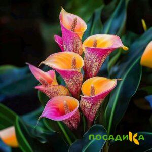 Калла Оникс купить по цене от 450р. в интернет-магазине «Посадика» с доставкой почтой в в Инкермане и по всей России – [изображение №1].