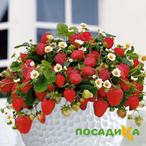 Клубника Рубиновый Шепот (горшечная) купить по цене от 240р. в интернет-магазине «Посадика» с доставкой почтой в в Инкермане и по всей России – [изображение №1].