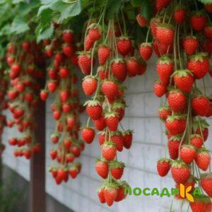 Клубника вьющаяся Комплимент купить по цене от 470р. в интернет-магазине «Посадика» с доставкой почтой в в Инкермане и по всей России – [изображение №1].