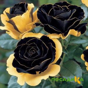 Роза Ханни Сикл купить по цене от 700р. в интернет-магазине «Посадика» с доставкой почтой в в Инкермане и по всей России – [изображение №1].