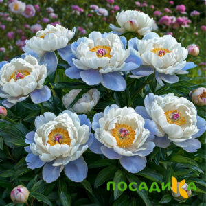 Пион акварельный Этюд купить по цене от 806р. в интернет-магазине «Посадика» с доставкой почтой в в Инкермане и по всей России – [изображение №1].
