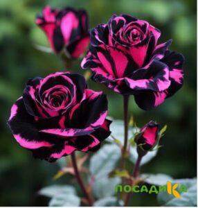 Роза Багровый Шепот купить по цене от 366р. в интернет-магазине «Посадика» с доставкой почтой в в Инкермане и по всей России – [изображение №1].