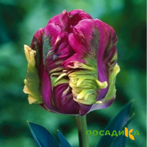 Тюльпан Экзотик Хэвен купить по цене от 186р. в интернет-магазине «Посадика» с доставкой почтой в в Инкермане и по всей России – [изображение №1].